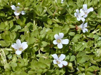 Bacopa monnieri, white flowers surround the base of other bog plants at the surface like umbrella palms or thalia delbata
