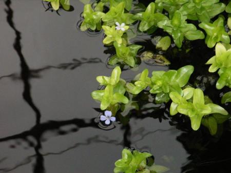 Lemon Bacopa, wonderful oxygenator that blooms once it gets to the waters surface. 